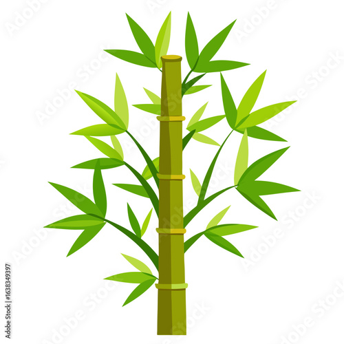 bamboo isolated on white