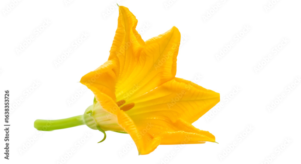 Fototapeta premium Radiant yellow zucchini flower isolated on transparent background, a symbol of summers bounty and culinary delights, perfect for adding a touch of freshness to gourmet dishes