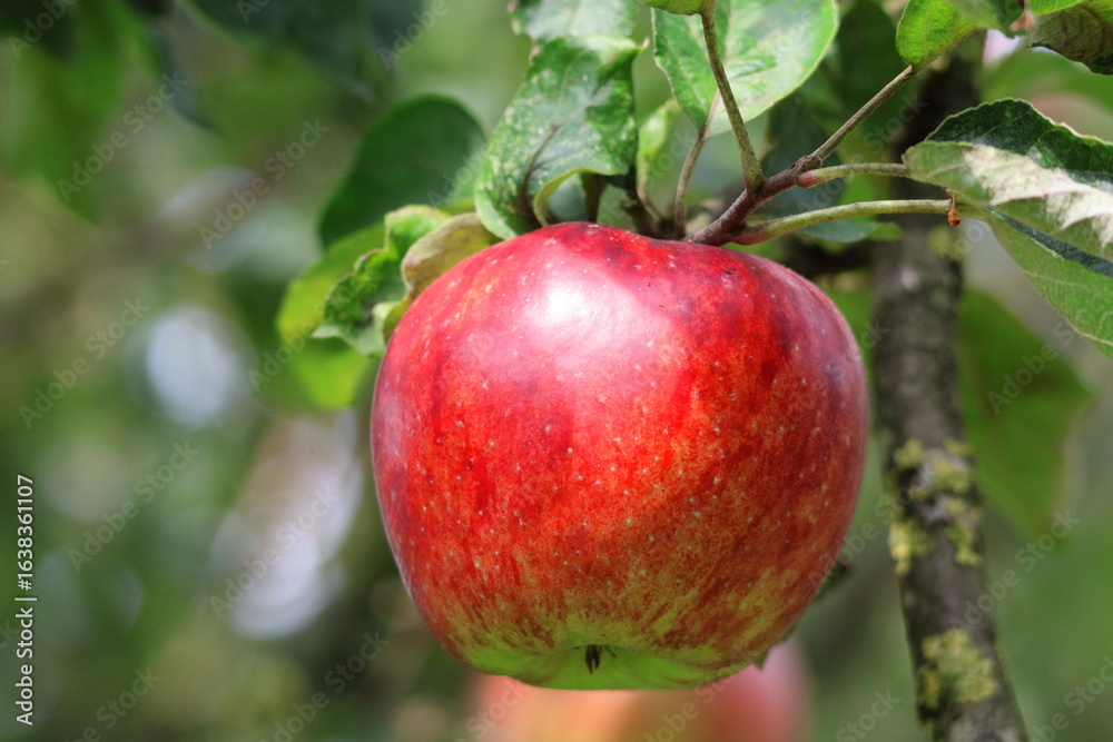 close-up of a ripe red apple on a tree branch close-up of a ripe red apple on a tree branch