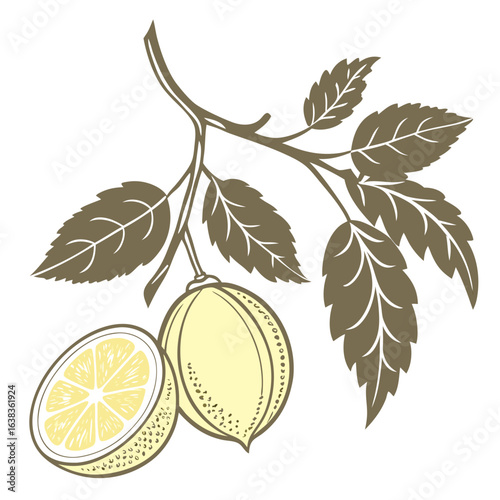 lemon aspen fruit with leaves