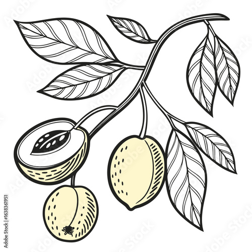 vector illustration of lemon aspen fruit with leaves
