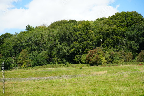 Fototapeta Naklejka Na Ścianę i Meble -  Beautiful lush summer meadow and woodland edge under a blue sky in Derbyshire, England