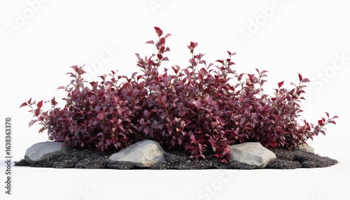 Fototapeta Naklejka Na Ścianę i Meble -  Dwarf Ninebark Wine: A Summer-Planted Gem For Landscape Gardening With Deep Red Foliage In The Garden