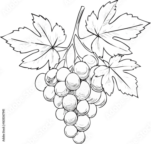 Grapes in black and white line drawing with leaves. Monochrome detailed sketch of grapes and foliage. Vine, grapes illustration with shaded leaf pattern. Detailed hand-drawn grapes cluster with leaves