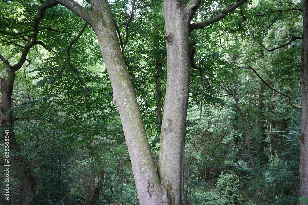 Fototapeta premium Beautiful Twin Trunk Beech Tree in the Lush Summer Woodland of Derbyshire, England, UK. Tranquil nature scene with vibrant green foliage.