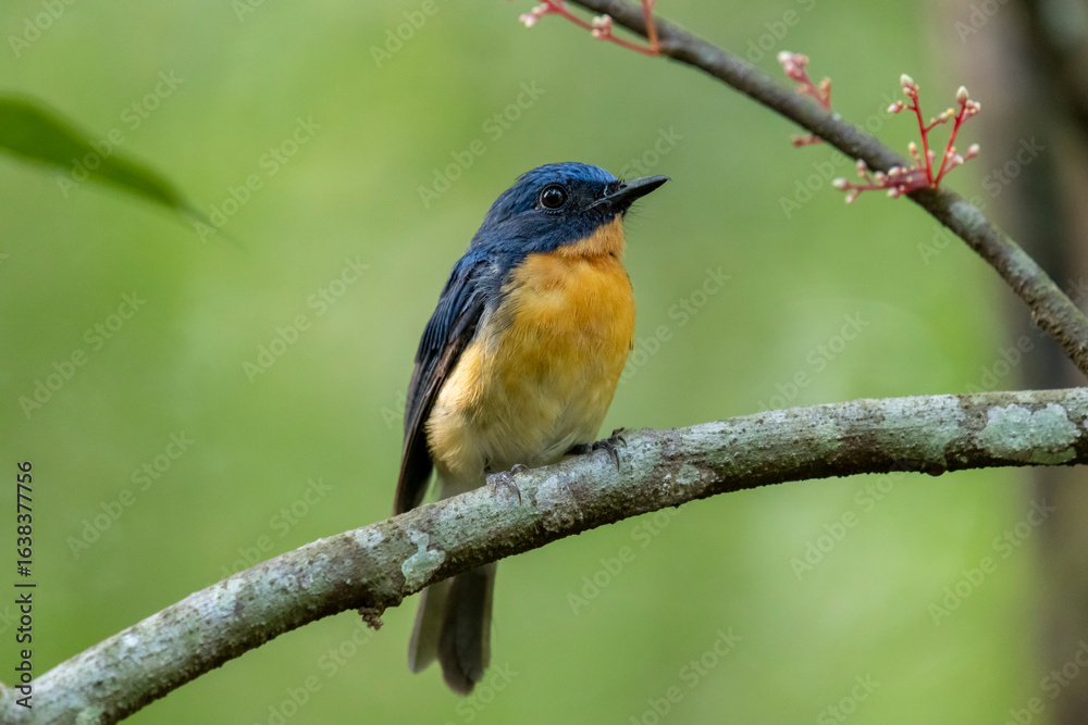 Tickell's blue flycatcher perched on tree branch in a nice green background. Tickell's blue flycatcher perched on tree branch in a nice green background.