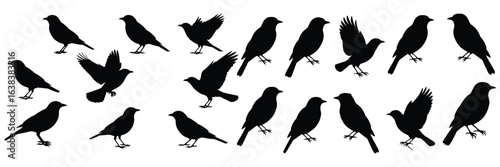 Silhouettes of crows in various poses include perched, walking, and flying against a white background, conveying movement and diversity.