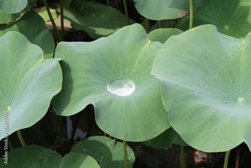 lotus, flower, white, pink, bloom, nature, summer, Japan, sideview, green, leaves, elegant, serene, botanical, wetland, outdoor, harmony, vibrant, group, seasonal