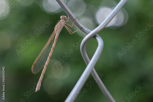 dragonfly on the wire mesh 