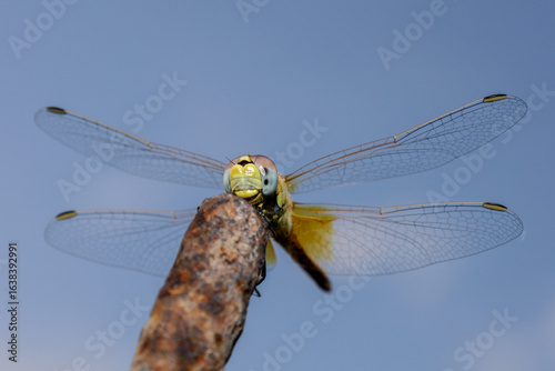 dragonfly on a branch
