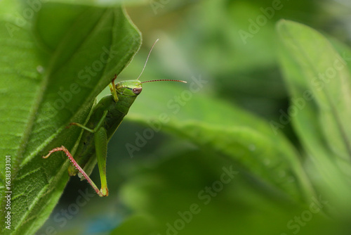 grasshopper on a leaf