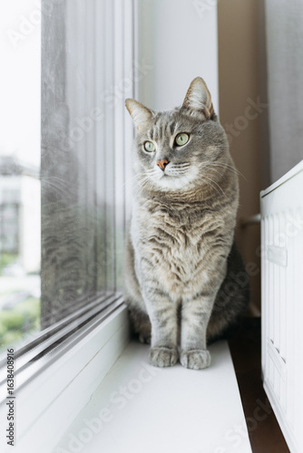 Wallpaper Mural Grey tabby cat with green eyes sitting on a windowsill and looking outside. Torontodigital.ca