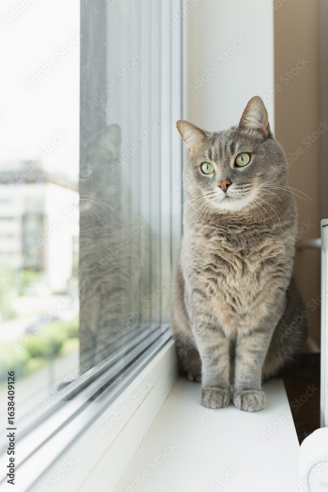 custom made wallpaper toronto digitalGrey tabby cat with green eyes sitting on a windowsill and looking outside.