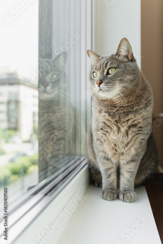 Wallpaper Mural Grey tabby cat with green eyes sitting on a windowsill and looking outside. Torontodigital.ca