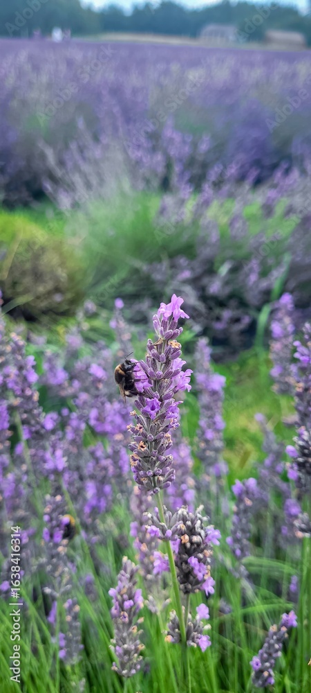 Obraz premium A Gorgeous Lavender Field Filled with a Buzzing Bee, Showcasing Natures Blooming Serenity