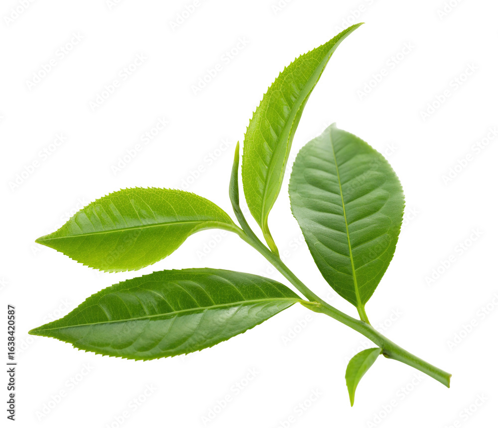 Fototapeta premium Green leaves isolated on white background for botanical and natural plant foliage design uses