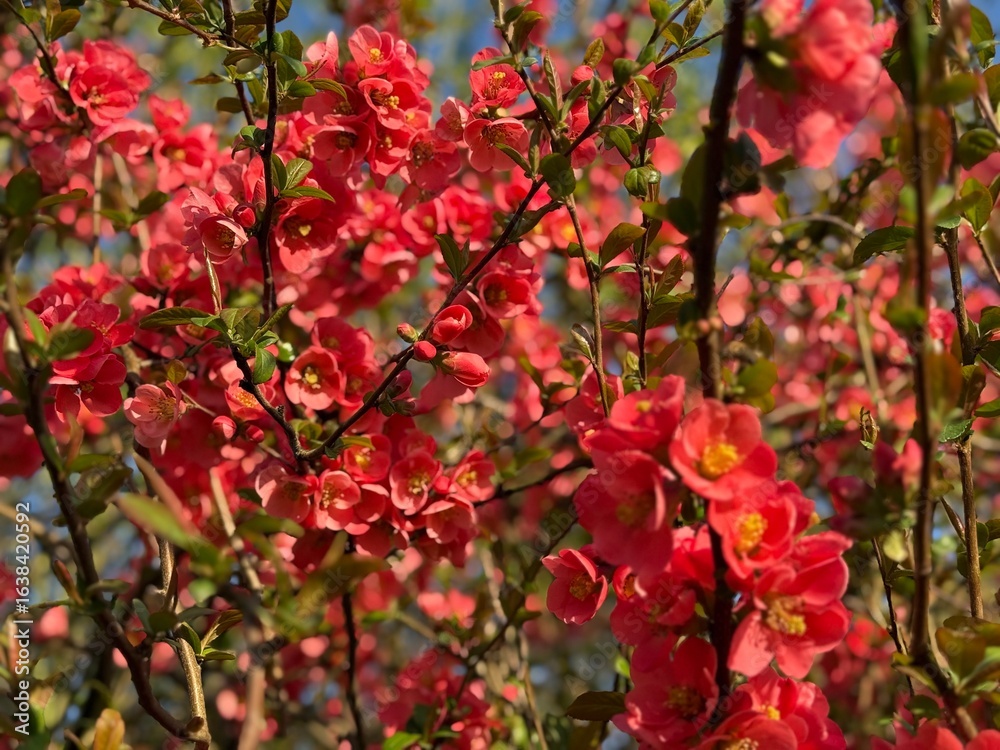 Fototapeta premium Zierquitte Chaenomeles Prunus Pfirsichbaum Rosales Rosaceae Rose Pyrinae Flowering quince Chaenomeles peach tree apple fruit pink red bush spring spines, foliage, Japan, China, Germany, ornamental