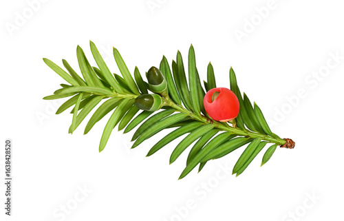 Yew branch with red berry. Yew branch with rich green needles, one bright red berry (yew drupe) and unripe green fruits isolated on white. Suitable for winter and Christmas designs.