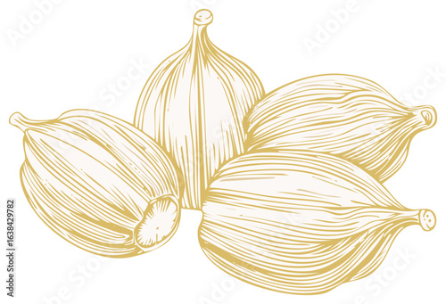 Elegant Illustration of Aromatic Cardamom Pods Spice, Culinary Ingredient Engraving