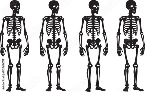 Human body anatomy skeleton sketch with skull and spine