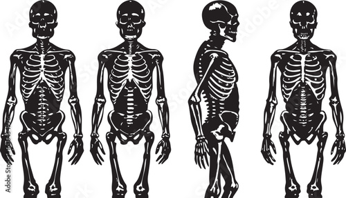 A medical illustration showing a detailed human body anatomy sketch of the skeletal system with the skull, spine, and various bones