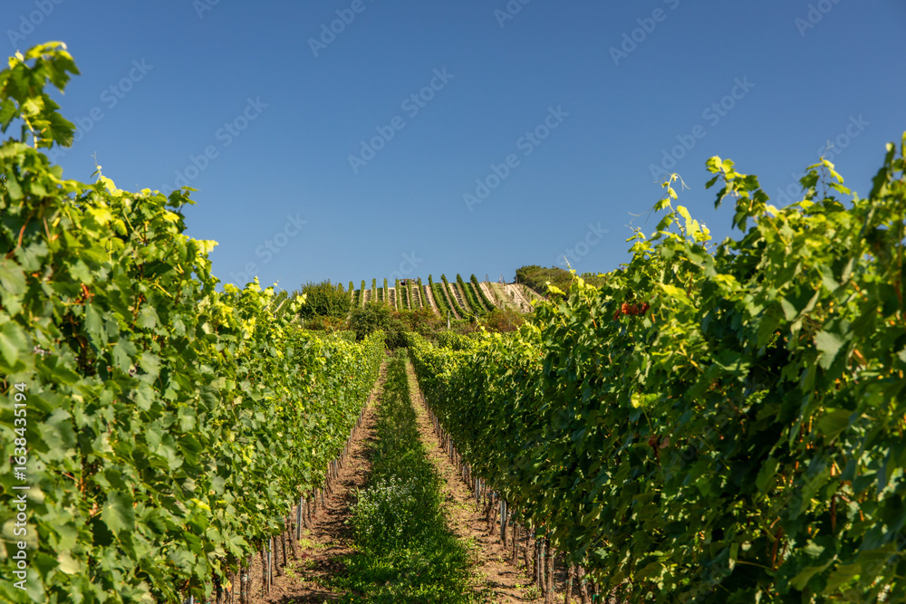 Vineyard. Vineyard.