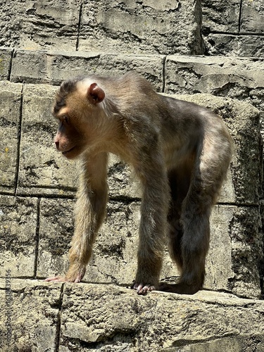 Monkey in an enclosure at the zoo in Osnabrück, Germany