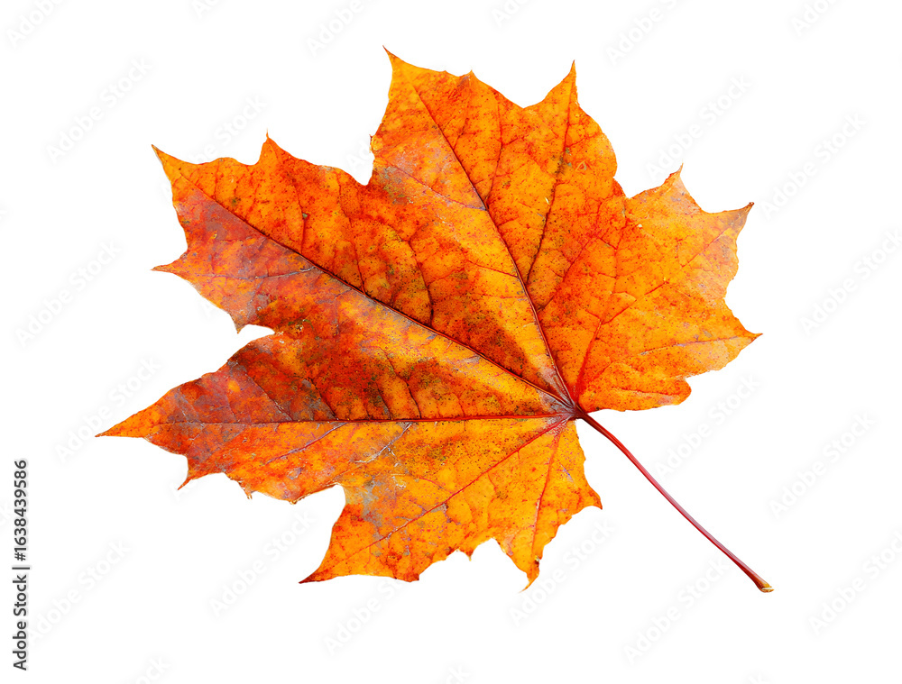 Fototapeta premium autumn maple leaf isolated on white background.