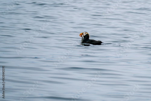 Tufted Puffin eating a fish in Kachemak Bay Alaska
