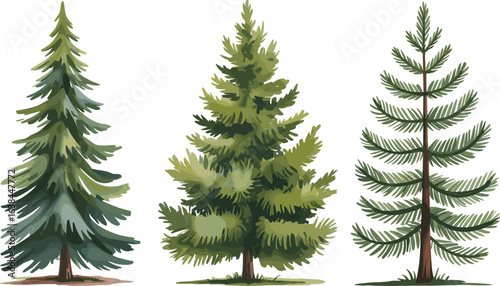 Coniferous tree illustration, forest foliage artwork, evergreen plant drawing, botanical tree clipart, nature element design, green tree graphic