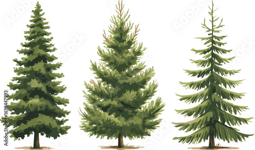 Evergreen tree illustration, conical foliage artwork, forest plant drawing, needle leaf clipart, botanical tree design, nature element, environmental graphic