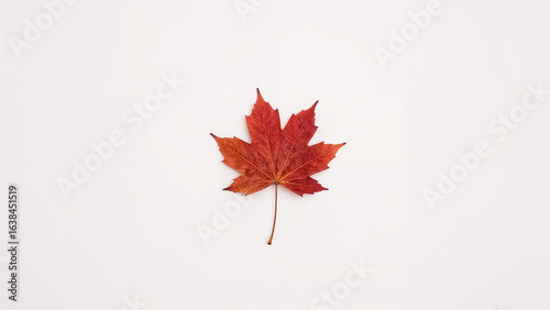 Single Red Maple Leaf on a White Background red leaf autumn leaf