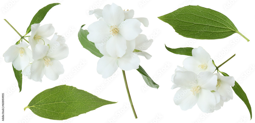 Fototapeta premium Fragrant jasmine flowers and leaves isolated on white, set