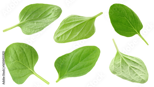Fresh green oregano leaves isolated on white, set
