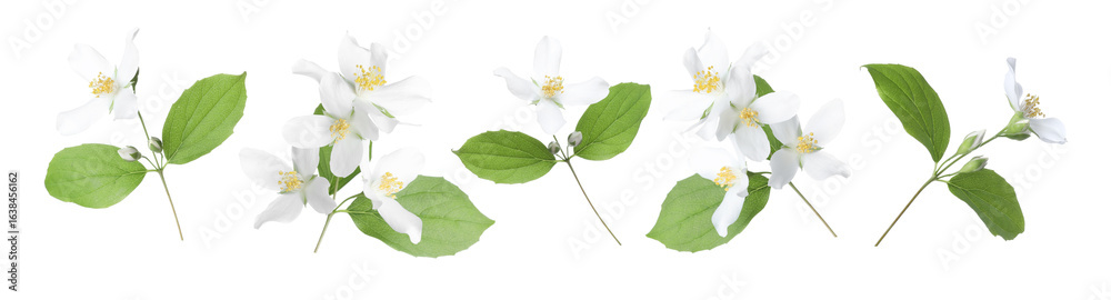 Obraz premium Jasmine flowers with green flowers isolated on white, set