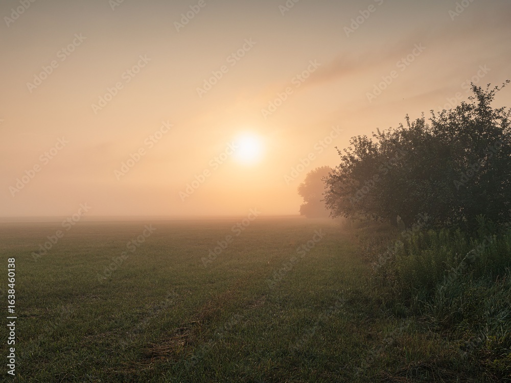Fototapeta premium Sunrise over a misty field with trees on the horizon.