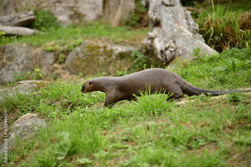 Giant Otter, South American mammal.