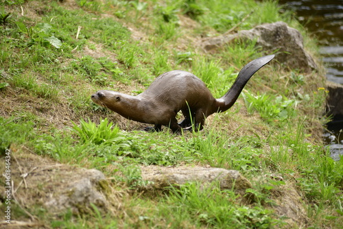 Giant Otter, South American mammal.