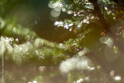 An Abstract Nature Bokeh Background Featuring a Soft Focus Effect for Artistic Appeal