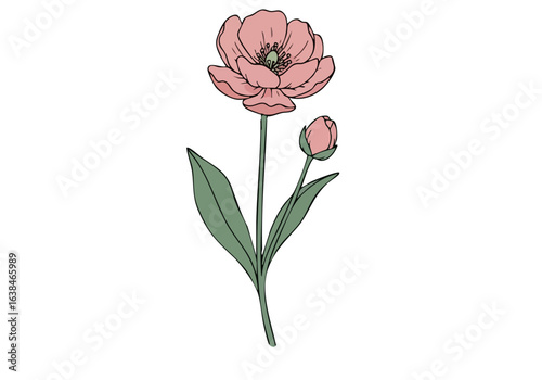 Elegant illustration of a Mugunghwea flower, Korea's national floral pride. Soft pastel colors and a simple, detailed line art style create a visually appealing and versatile design.