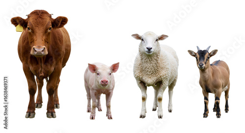 A friendly group of farm animals featuring a cow, piglet, sheep, and goat standing together on a white background