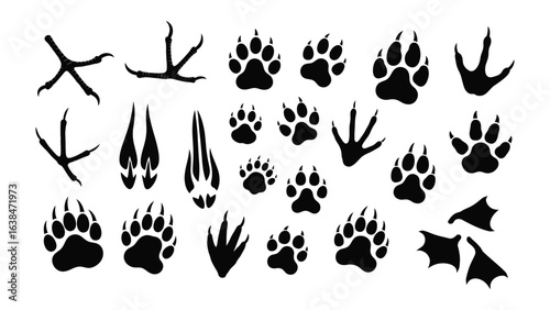 Animal Track Collection: A detailed collection of animal tracks. Showing variety of species, suitable for studying animal behavior and natural environments.