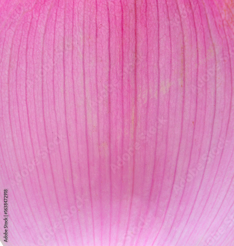 pink lotus flower petal texture as nature background