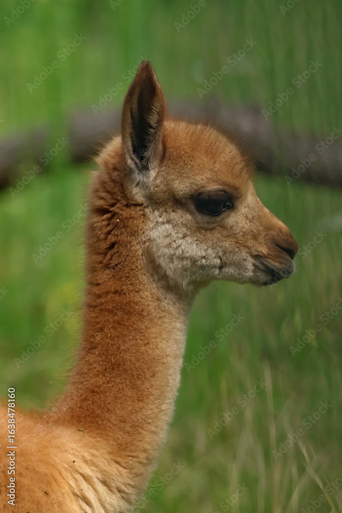 vicuna calf vicuna calf