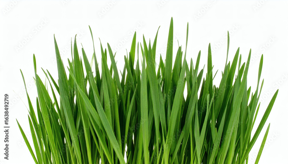 Obraz premium Grass Clump Isolated on White Background for Landscaping and Botanical Photography