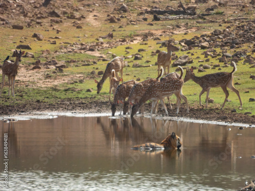 herd of spotted deer near water body with tiger watching over to hunt 