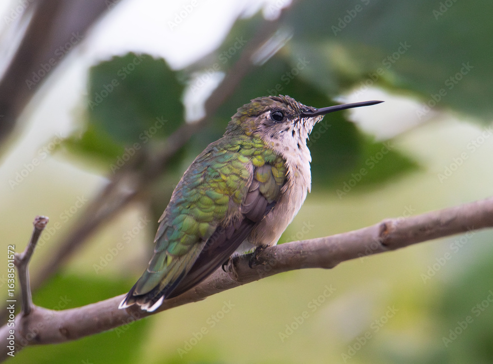 Fototapeta premium Ruby throated hummingbird perched on a branch