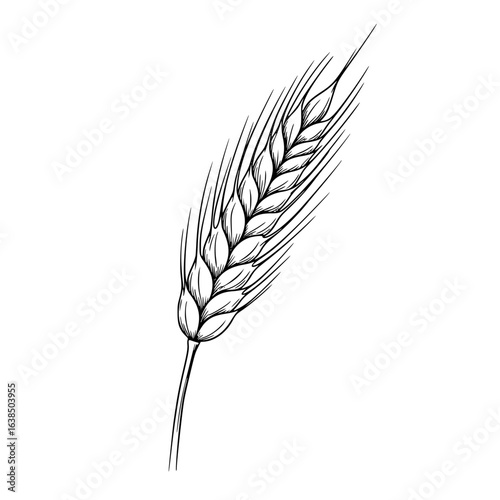 Line art drawing of wheat plant  
