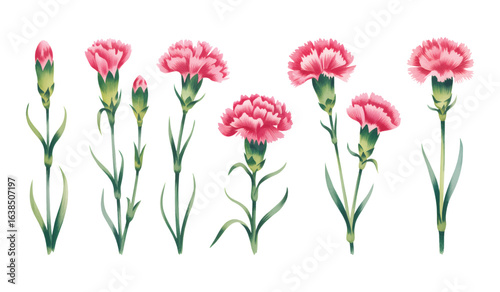 Pink carnation flowers and buds painted in soft watercolor. Botanical watercolor set of pink carnation floral elements.