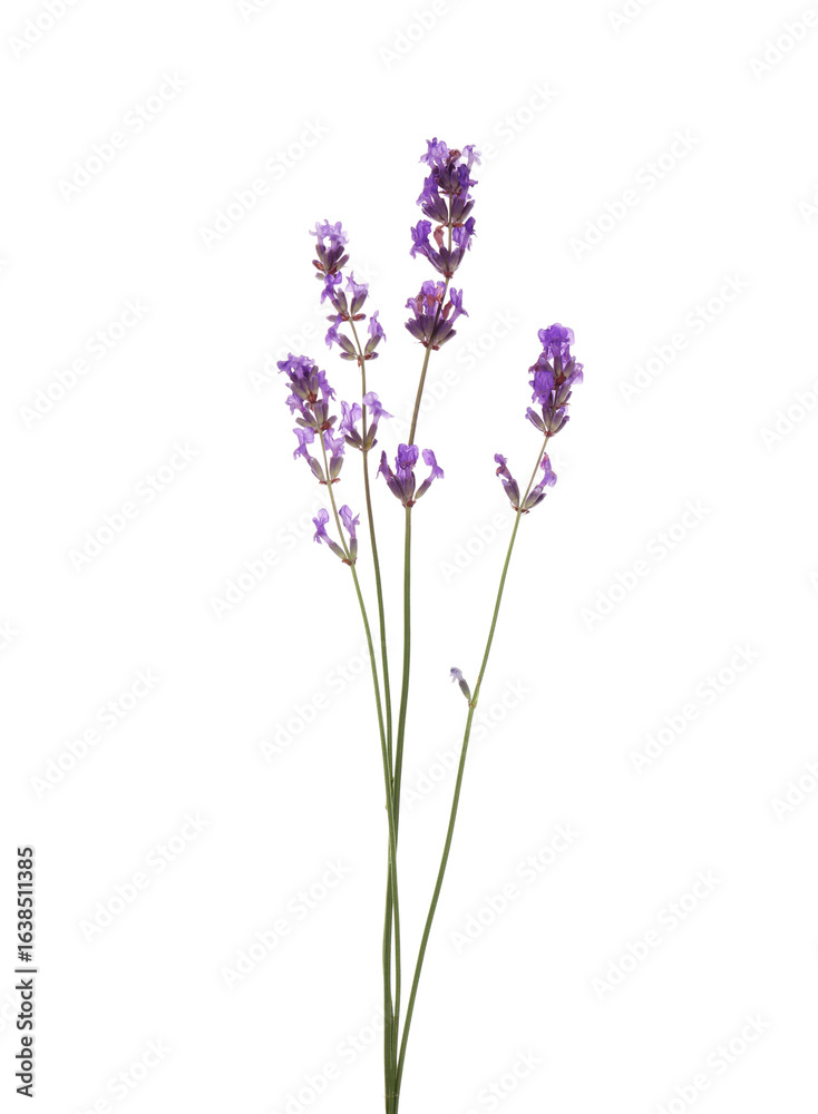 Naklejka premium Beautiful aromatic lavender flowers isolated on white